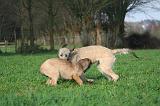 IRISH WOLFHOUND 246